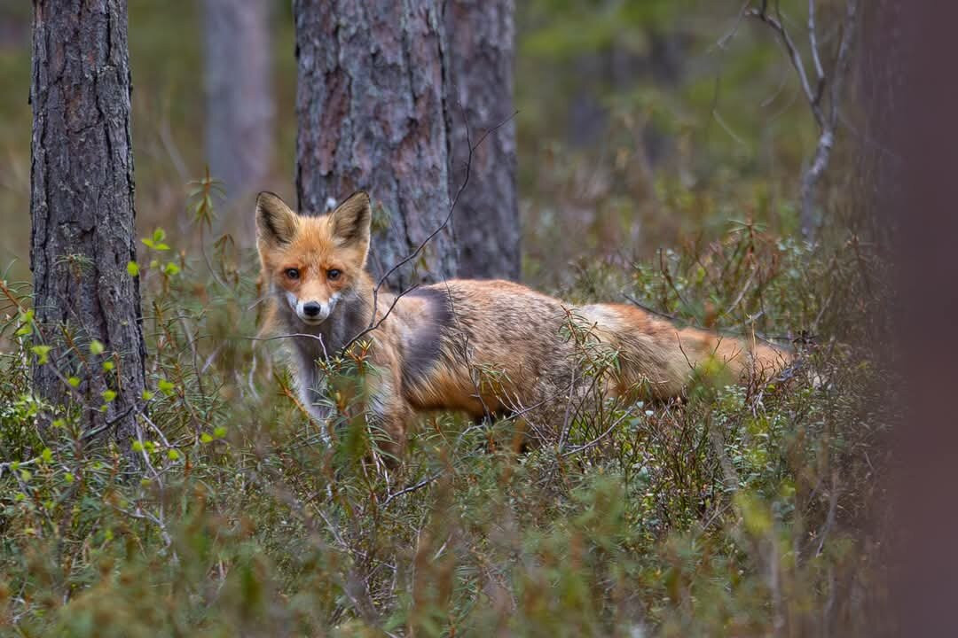 Wild Nordic-Jarbo必去景点