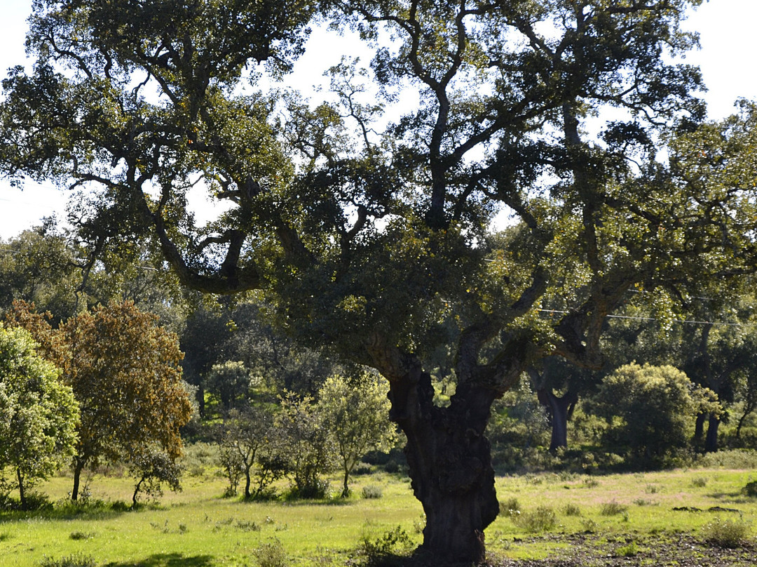 Ibéricos Vázquez-阿拉塞纳必去景点