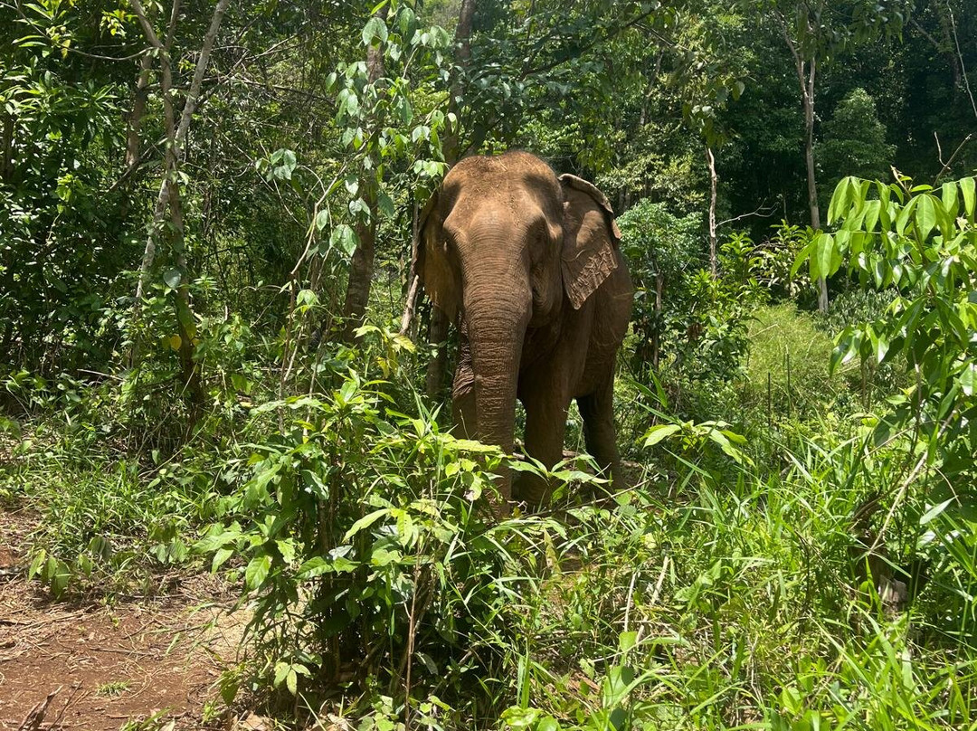 Elephant Community Project - Day Tours-森莫诺隆必去景点
