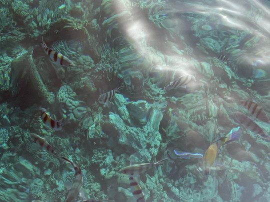 Sinai Scuba Diving Center-沙姆沙伊赫必去景点