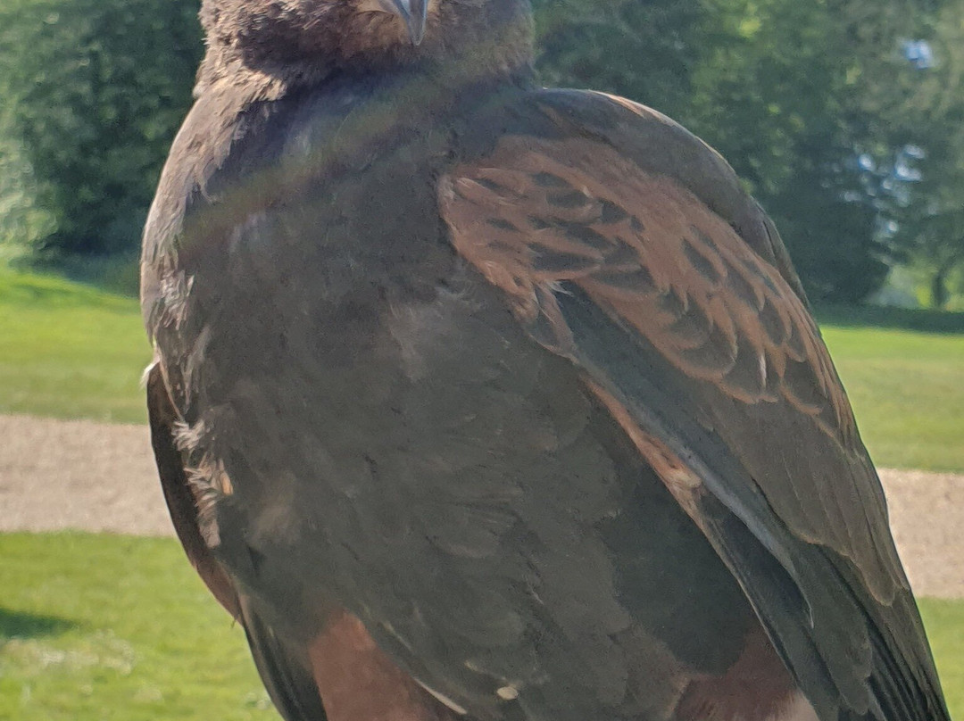 Hampshire Hawk Walks景点图片