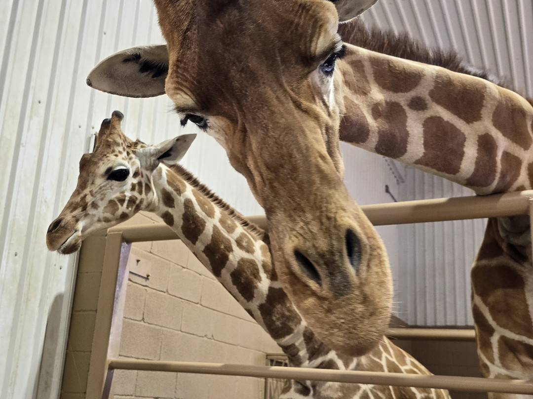 天然桥野生动物牧场-圣安东尼奥市必去景点