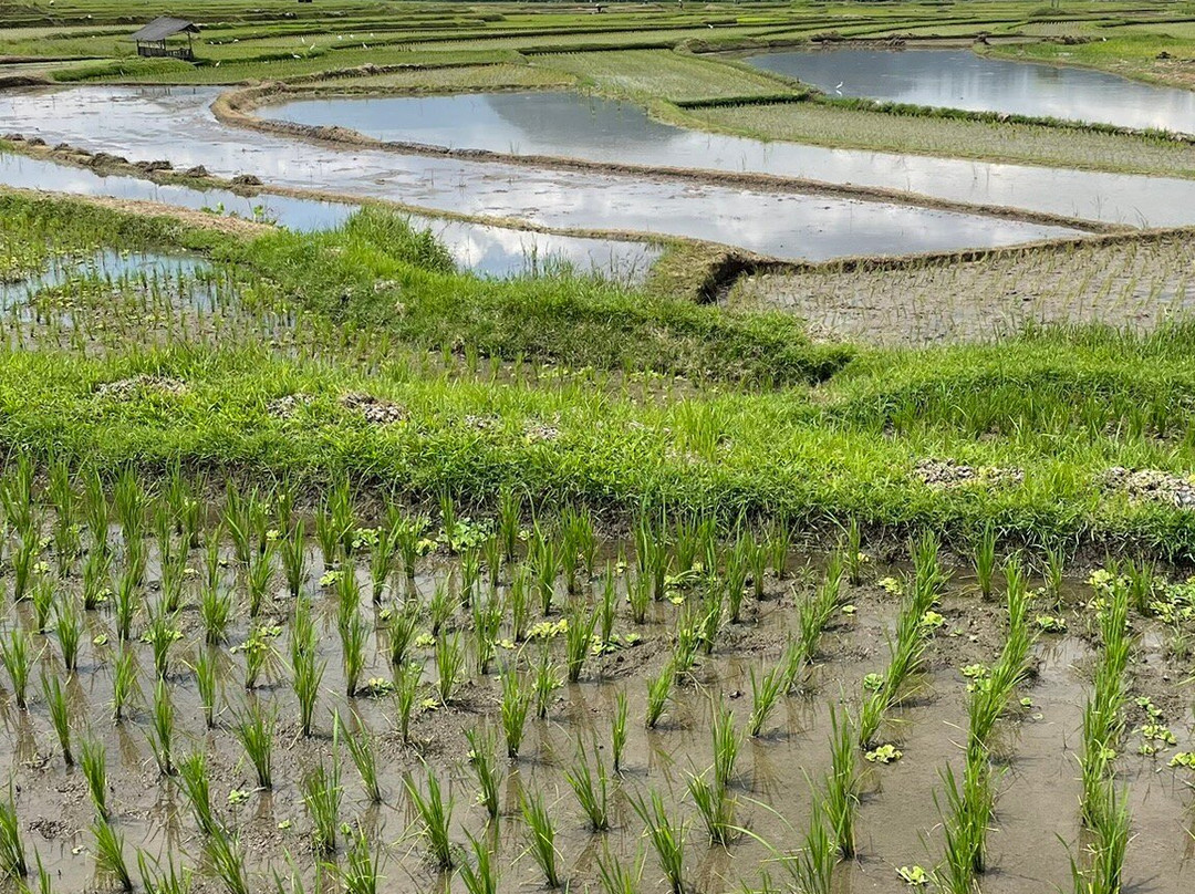 Tri Jaya - Day Tours-棉兰必去景点