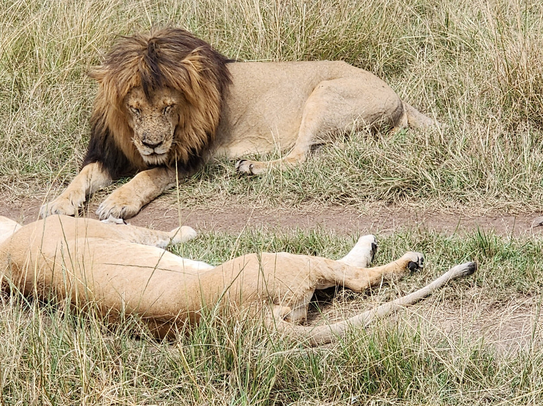 Astellar Travels Africa-内罗毕必去景点