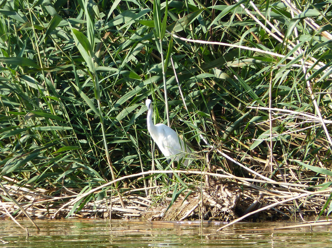 Visit Albufera-巴伦西亚必去景点