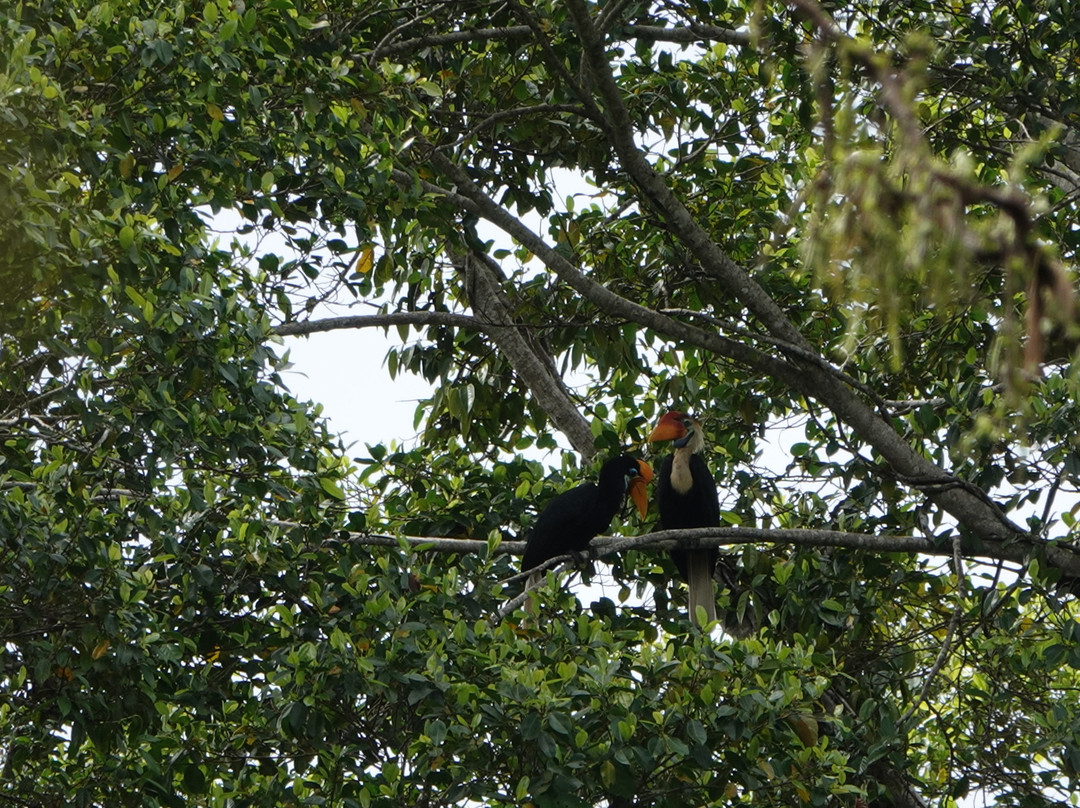 Tentena wildlife tour and Lorelindu national park景点图片