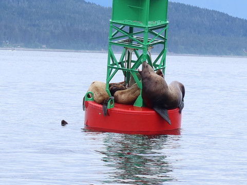 Alaska Sea to Shore-朱诺必去景点