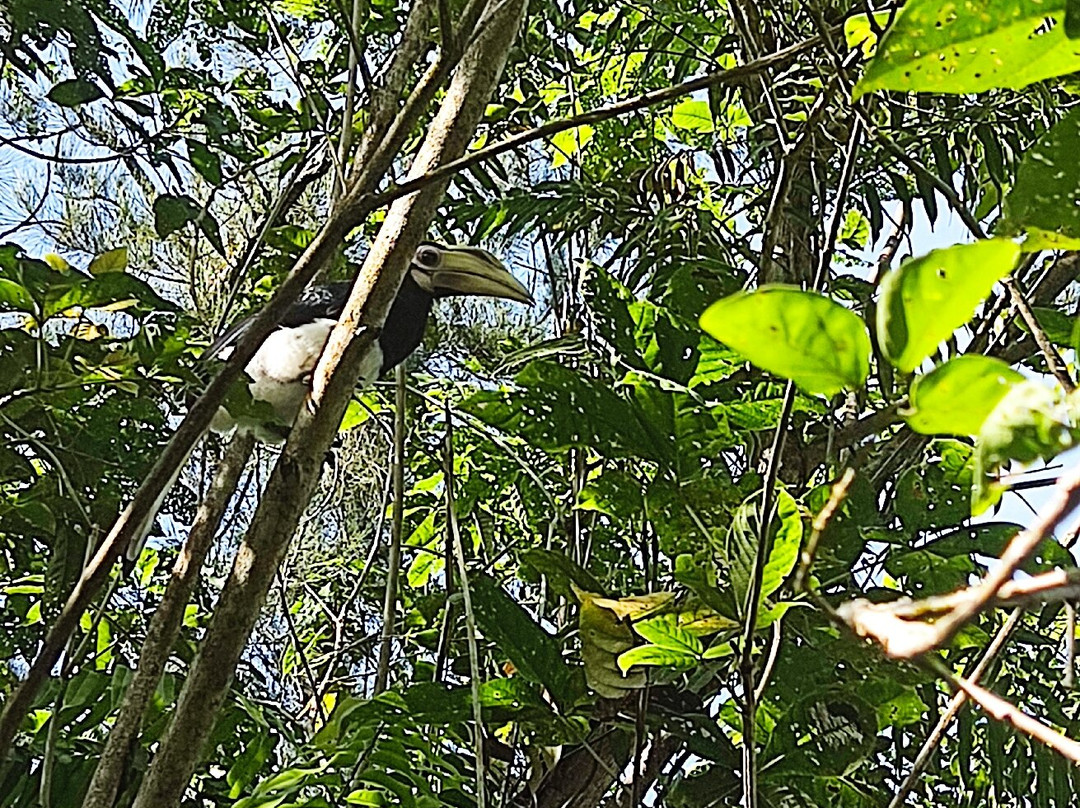Piasau Nature Reserve-美里必去景点