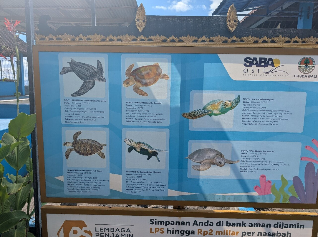Saba Asri Turtles Conservation景点图片