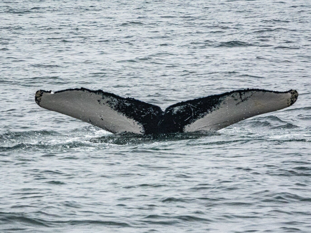 Provincetown Whale Watch-普罗温斯敦必去景点