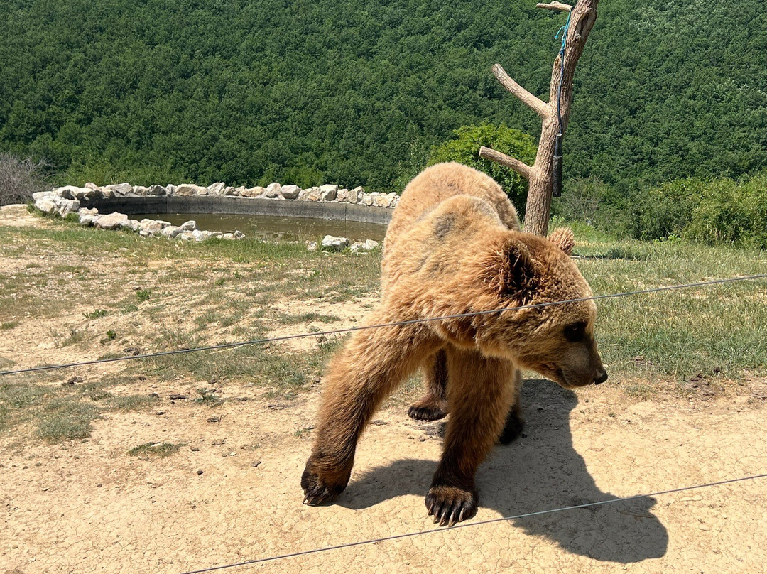 BEAR SANCTUARY Prishtina-普里什蒂纳必去景点
