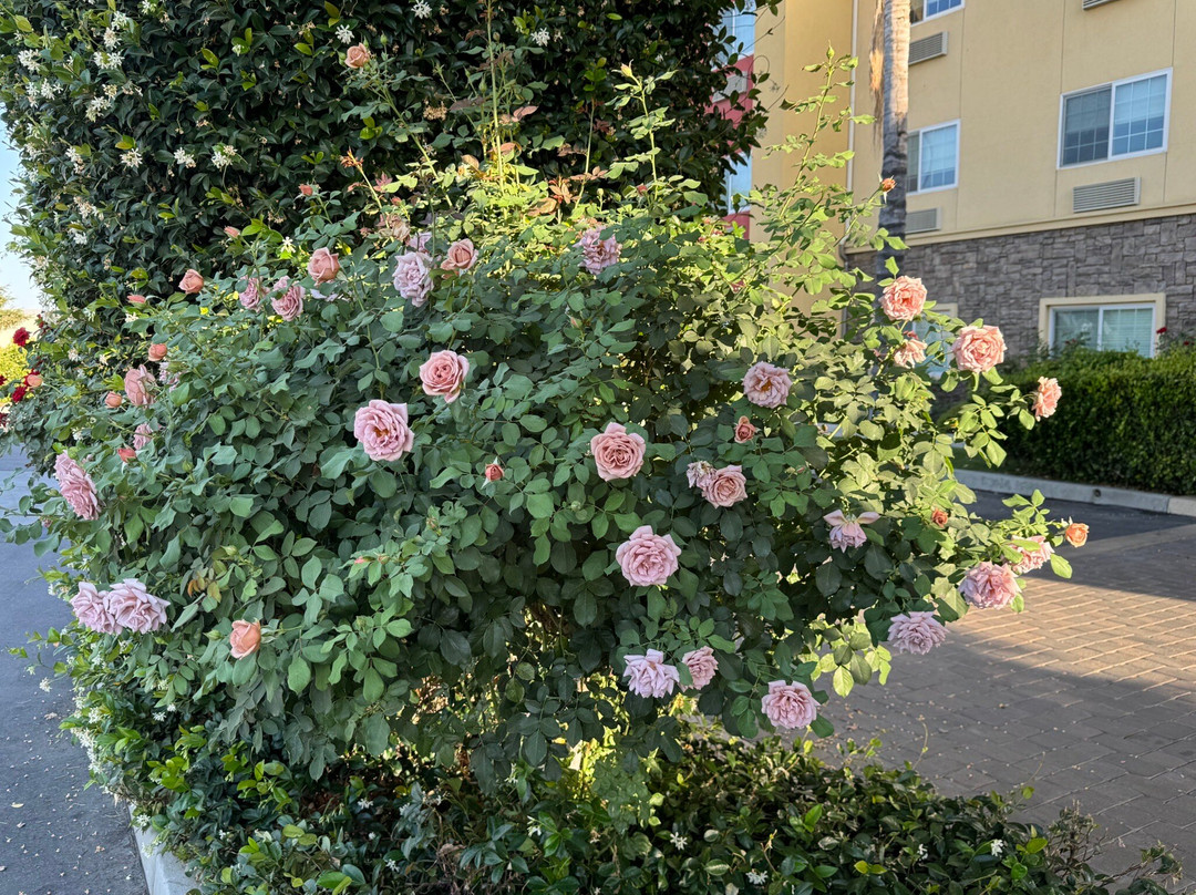 Best Western Plus Wasco Inn & Suites主图