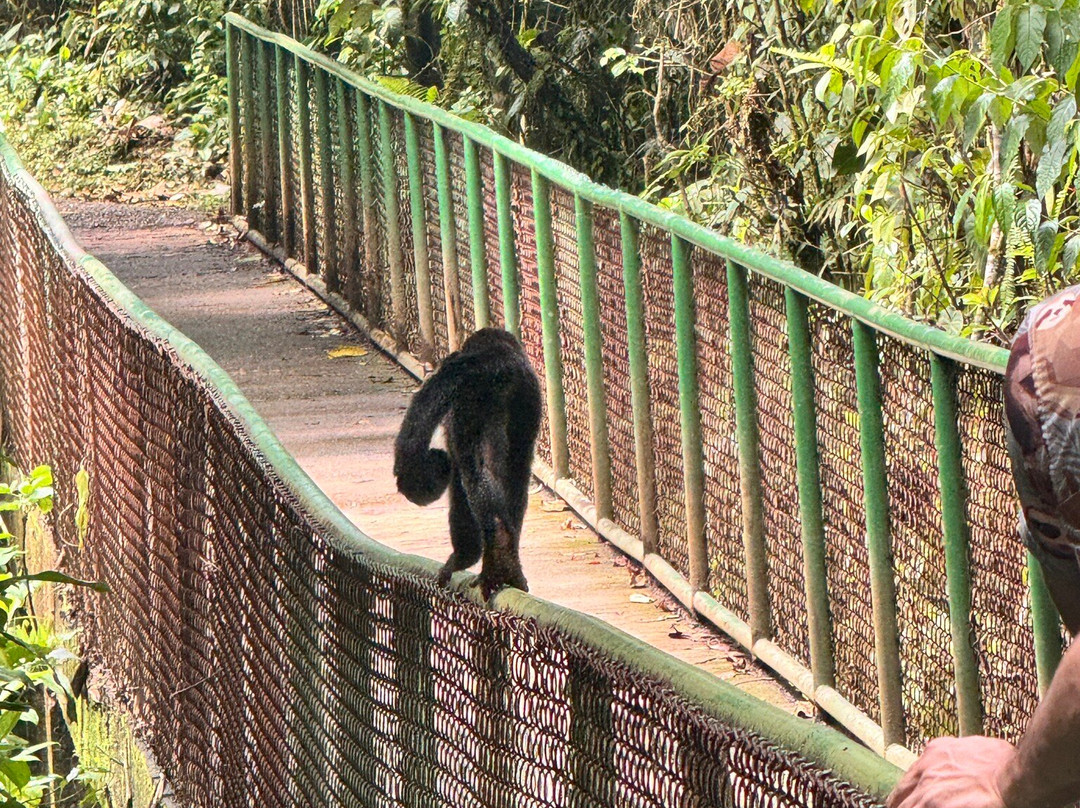 Sloth Watching Trail-福德圣卡洛斯必去景点