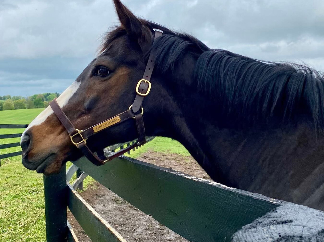 Stonestreet Farm-列克星敦必去景点