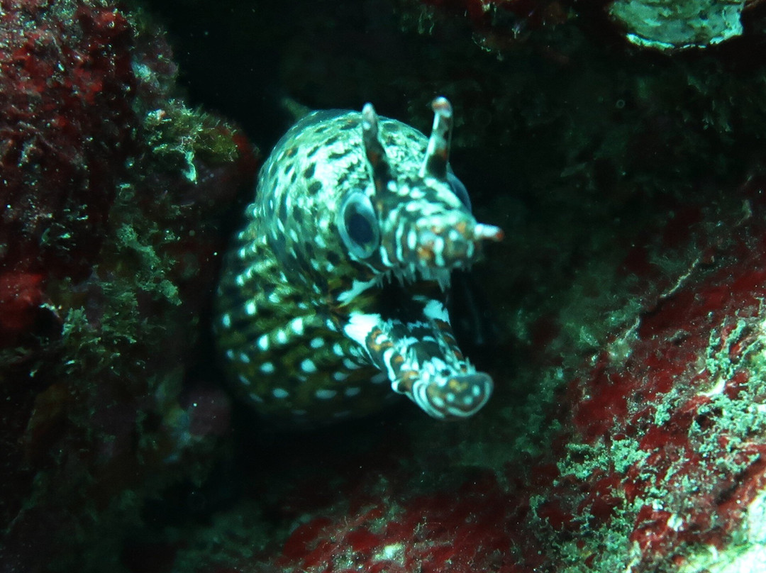Nuku Dive