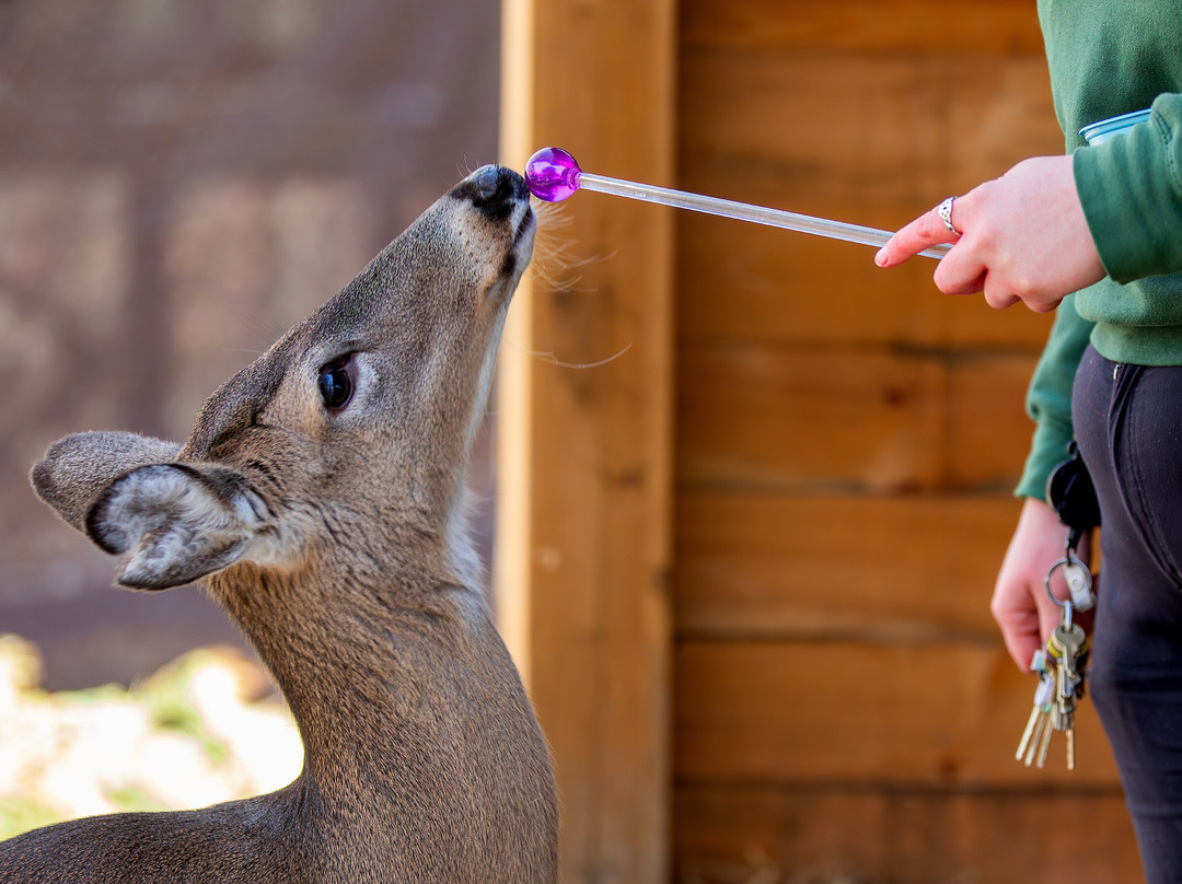 Virginia Living Museum-纽波特纽斯必去景点