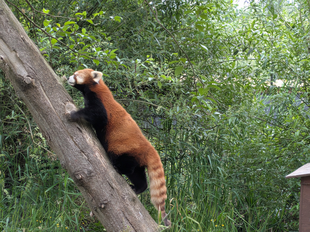 Greater Vancouver Zoo-Aldergrove必去景点