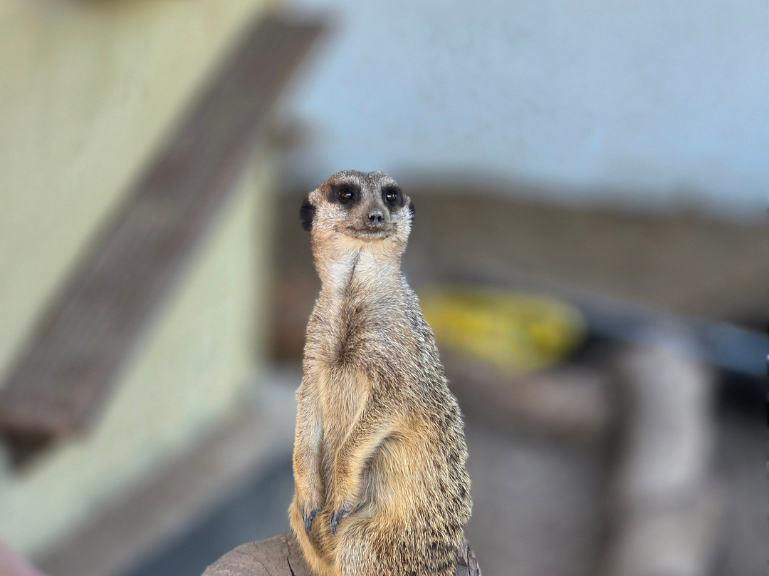 Greenacres Animal Park-Deeside必去景点