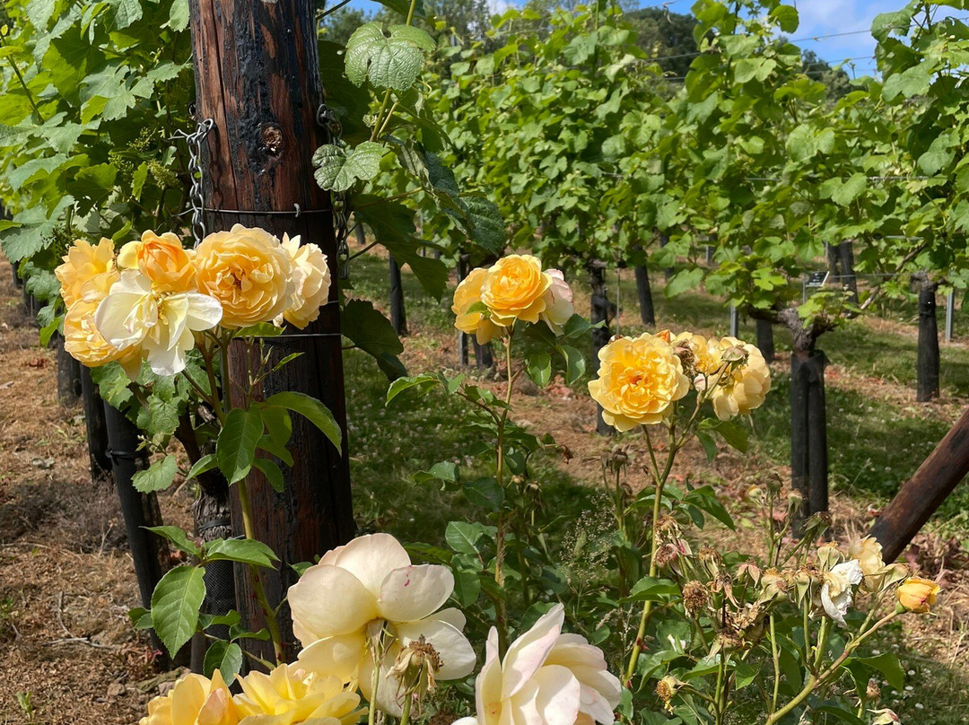 Wildwood Vineyard-Eridge必去景点