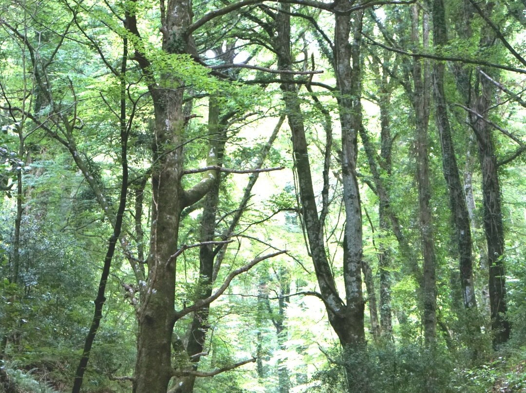 Foresta Umbra-Monte Sant'Angelo必去景点