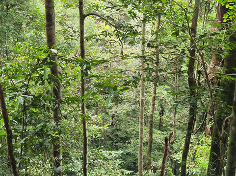 Bukit Lawang - Jungle Trekking-武吉拉旺必去景点