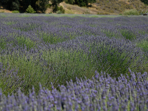 Foxen Canyon Farms-洛斯奥利沃斯必去景点