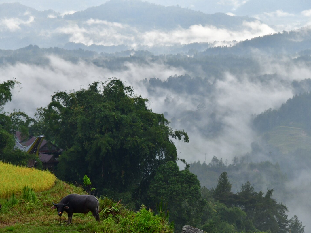 Toraja local guide-Tana Toraja必去景点