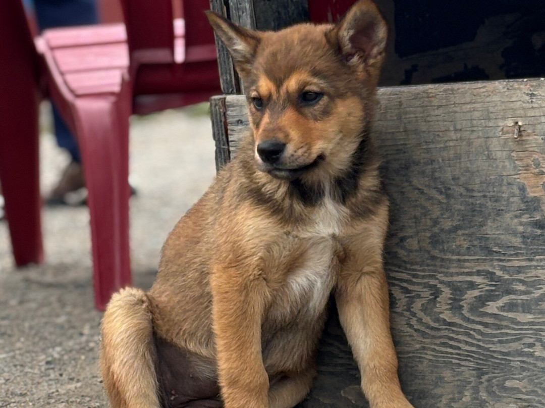 Tagish Lake Kennel-Tagish必去景点