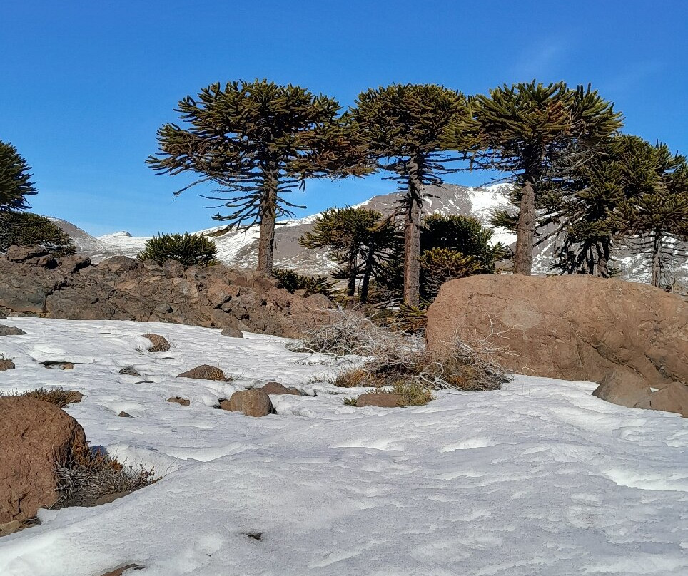 Laguna Escondida-Caviahue必去景点