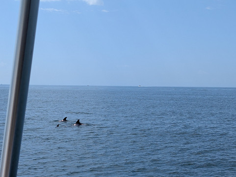 Dolphins Down Under-橙色海湾必去景点