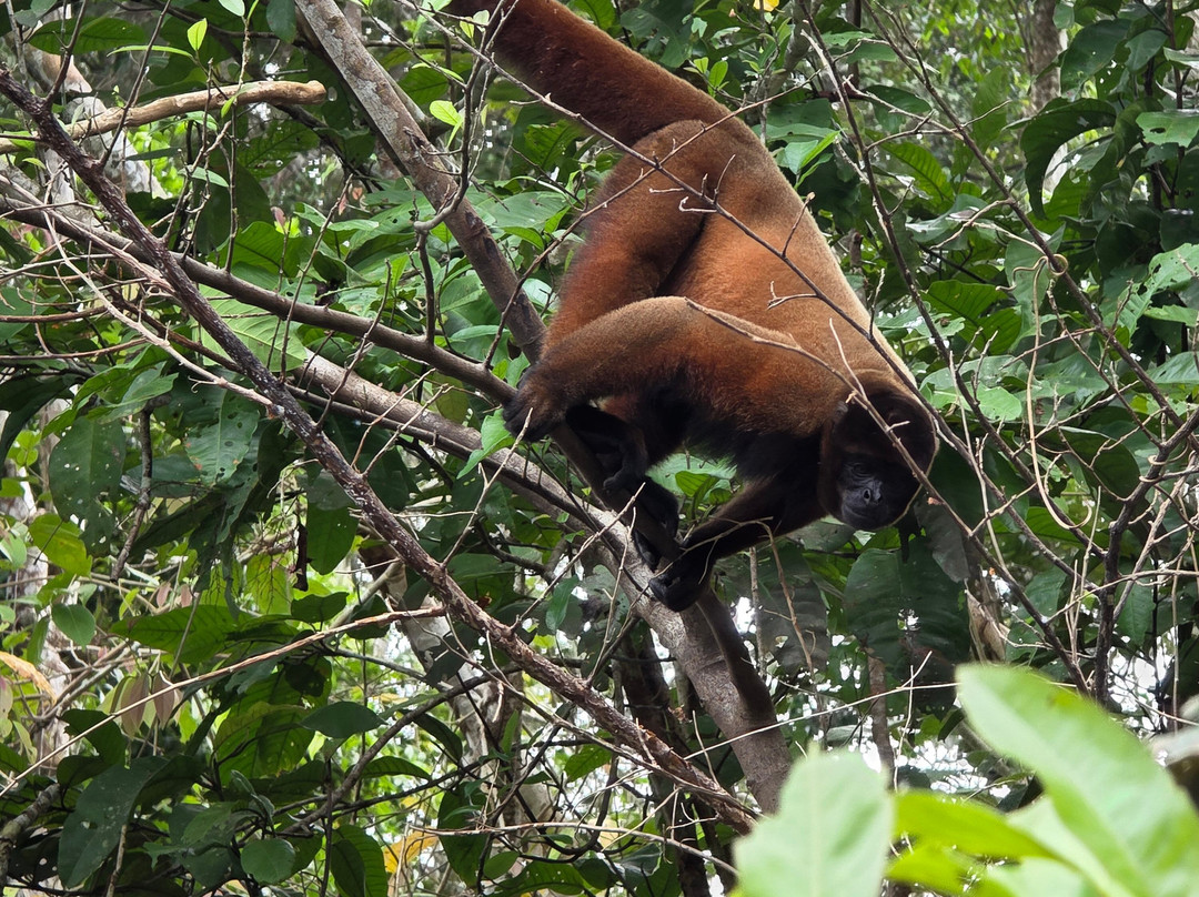 Jairo Mejia Prado-伊基托斯必去景点