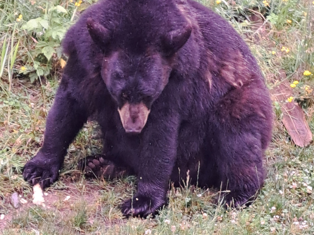 North American Bear Center-伊利必去景点