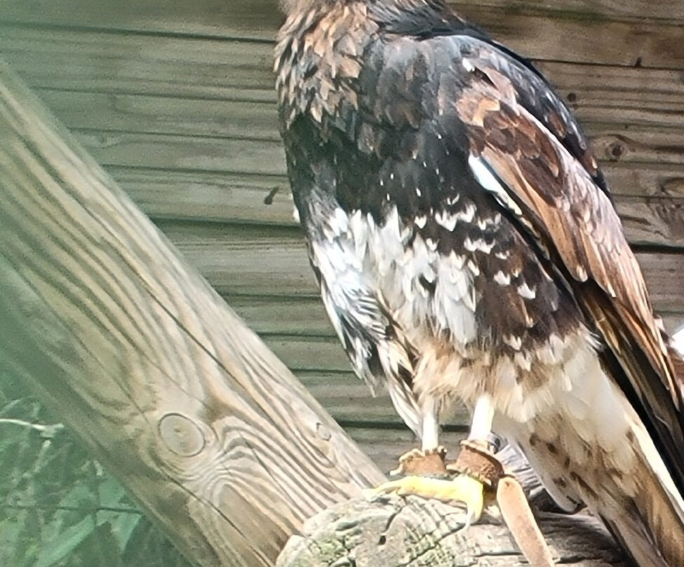 Les Aigles du Léman-Sciez必去景点