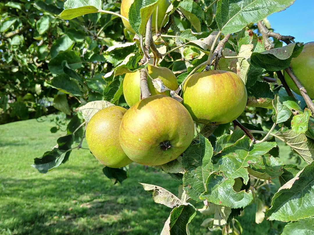 Shepherd's House主图