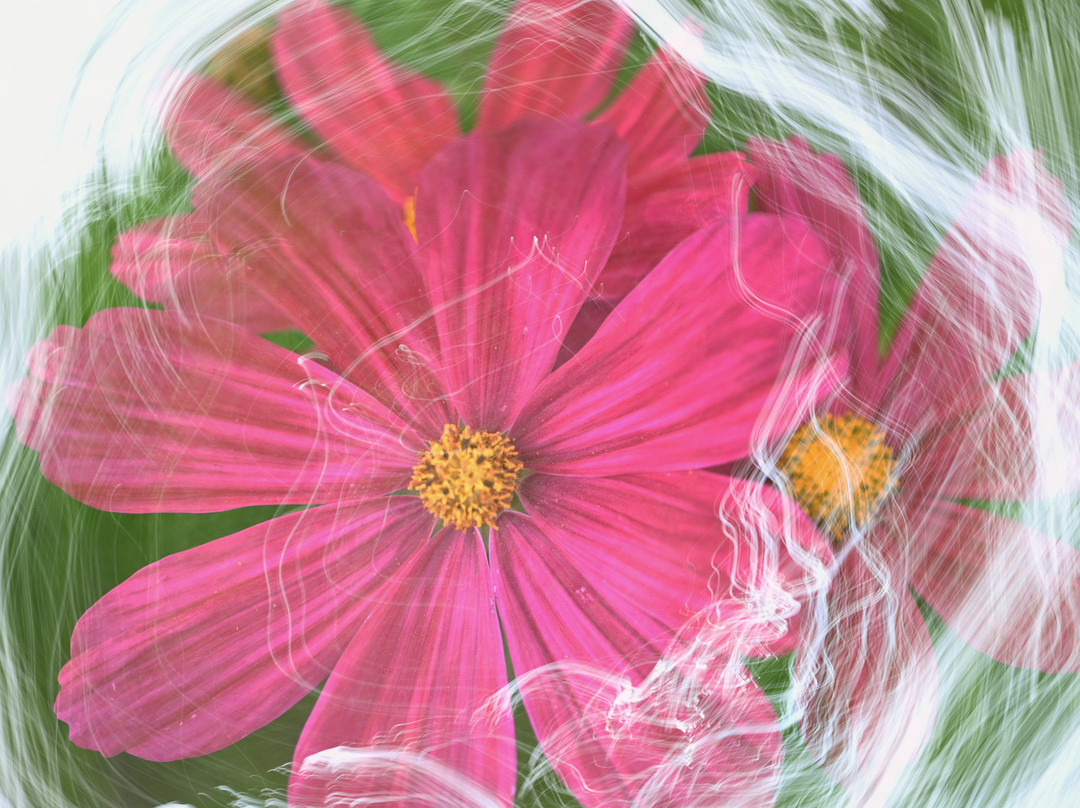 Botanischer Garten-克雷菲尔德必去景点