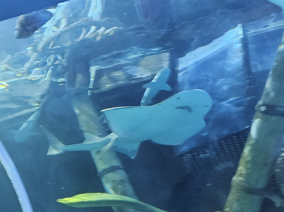 Sea Life Oberhausen-奥伯豪森必去景点