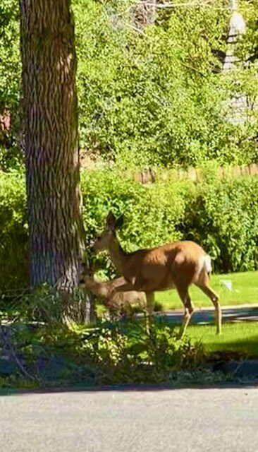 Last Chance Tours-赫勒拿必去景点