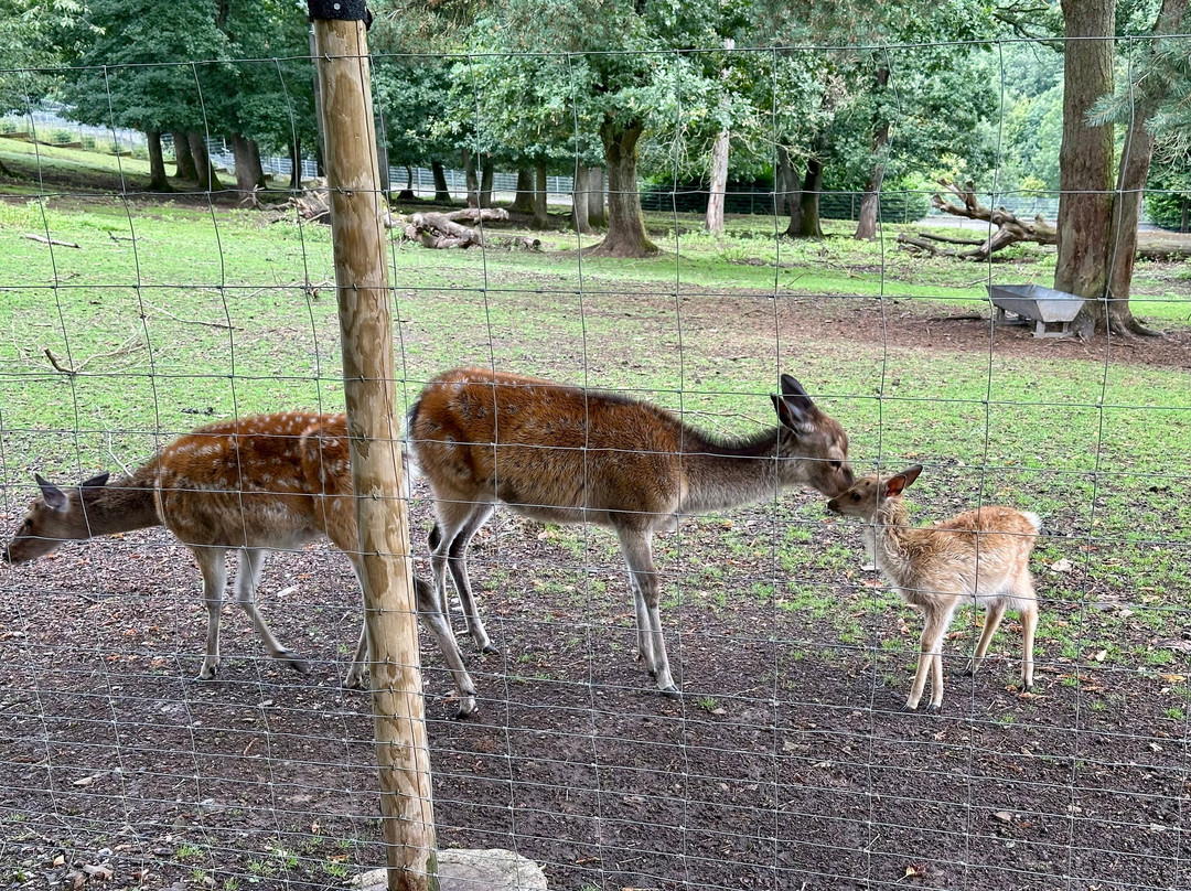 Wild- & Freizeitpark-Klotten必去景点
