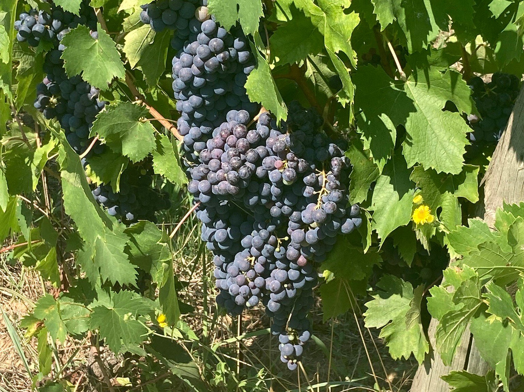 Fattoria del Teso-Montecarlo必去景点