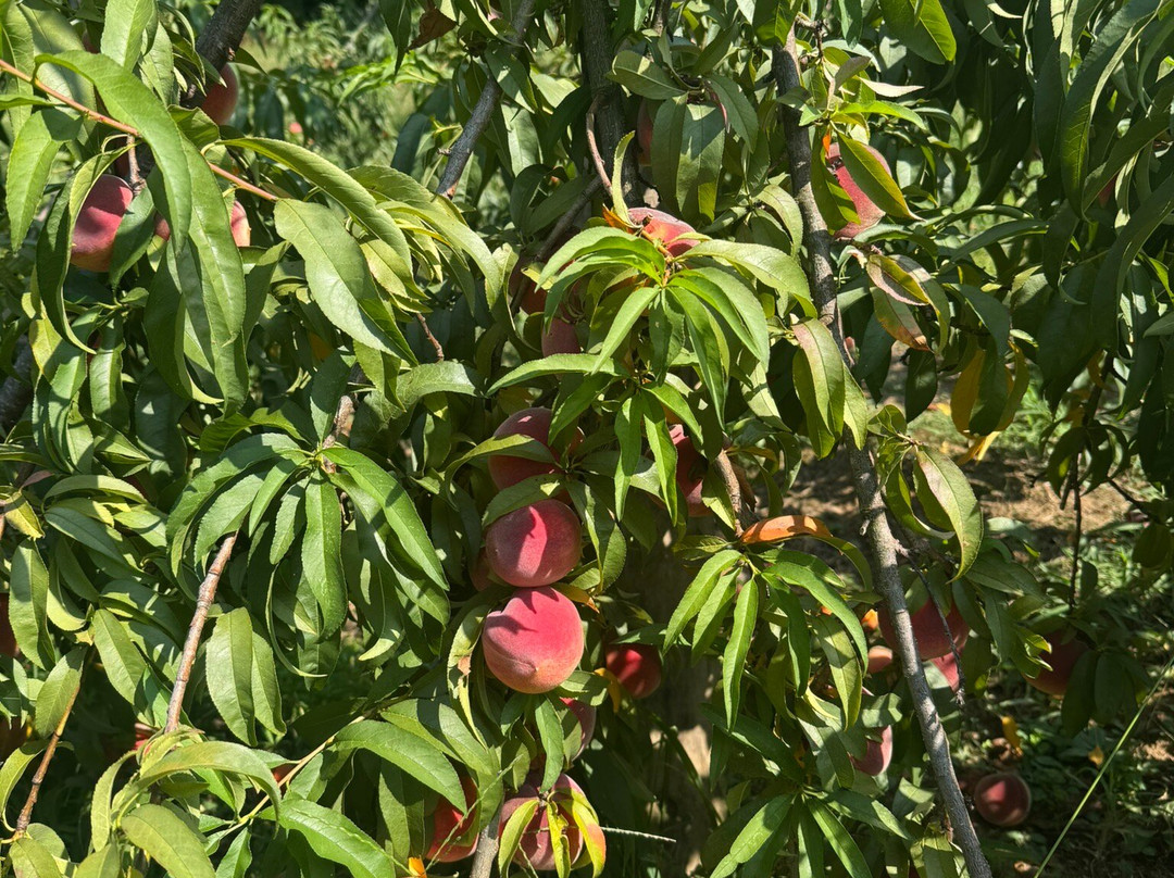 Breeden's Orchard-Mount Juliet必去景点
