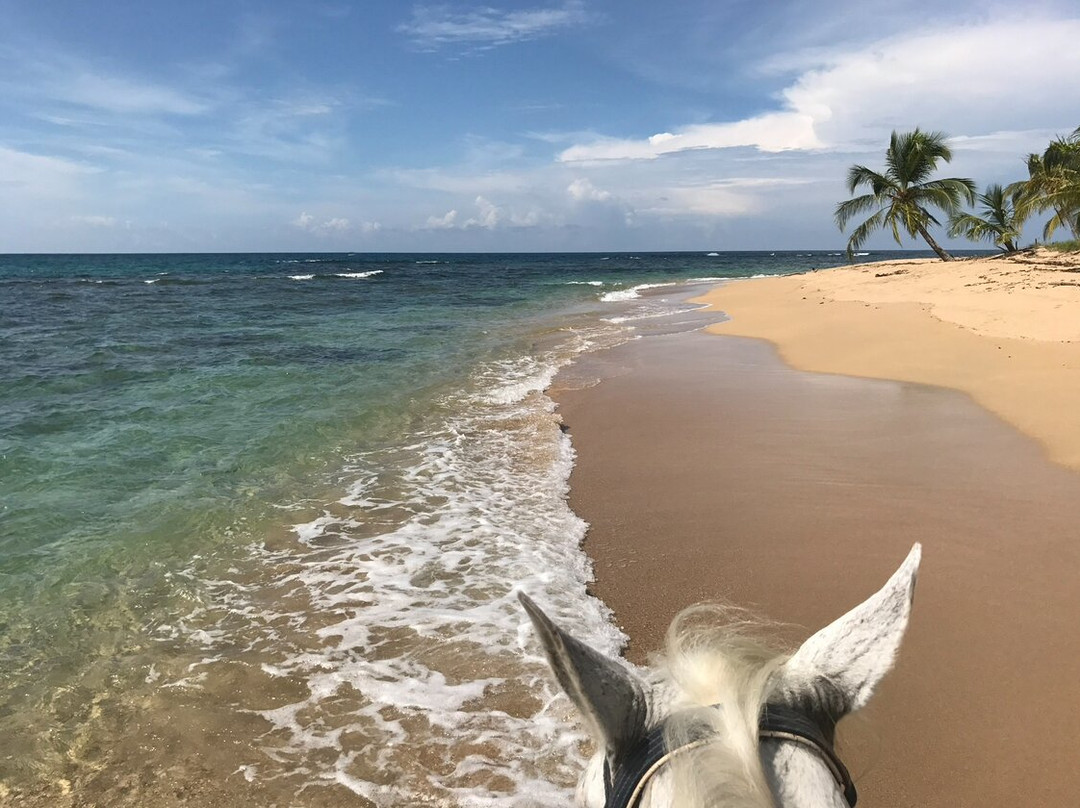 Caribe Horse Riding Club-Cocles必去景点