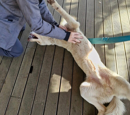 Howling Husky Sled Dog Tours-Mount Baw Baw必去景点