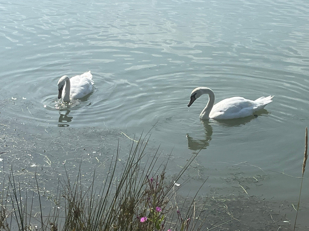 Manley Mere-Manley必去景点
