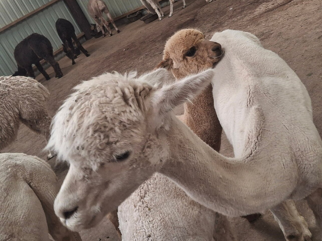 Balnuith Alpacas-敦提必去景点