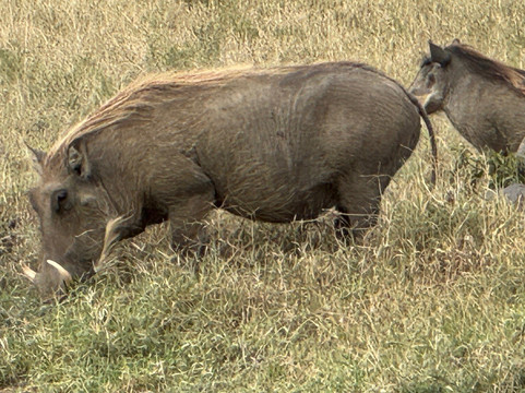 Great Horizon Trails-内罗毕必去景点