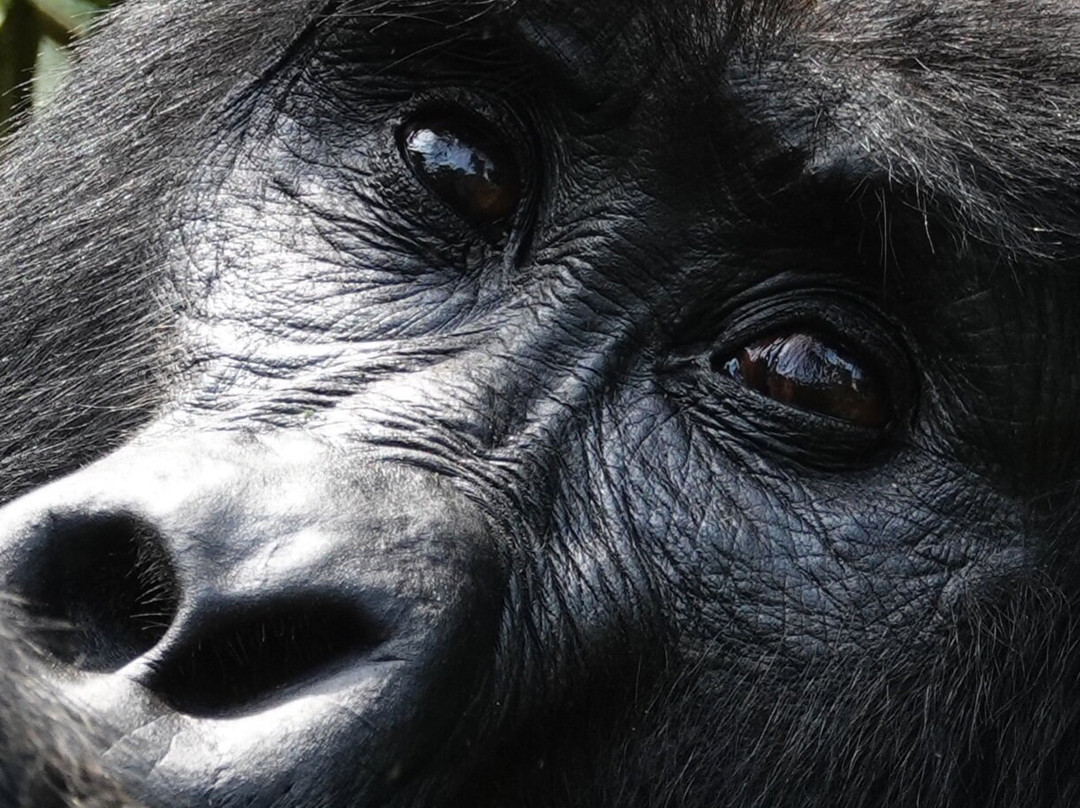 Bamboo Ecotours-坎帕拉必去景点