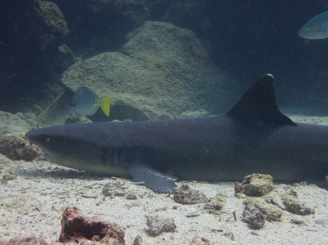 Scuba Iguana-阿约拉港必去景点