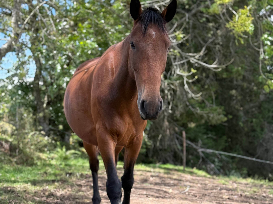 Serenya Reserva Ecuestre-恩维加多必去景点