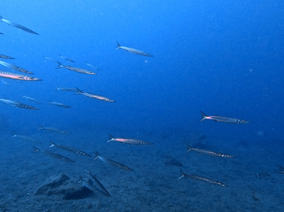 Active Scuba Divers-科斯塔特吉塞必去景点