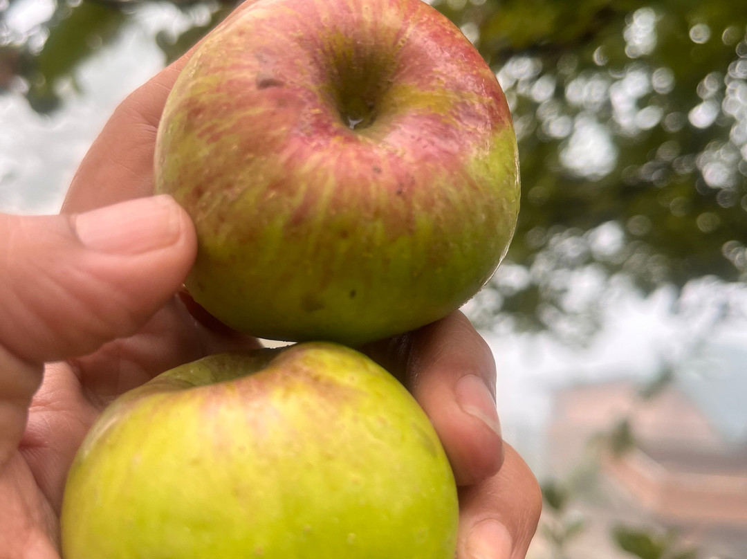 Udman Grand Mashobra主图